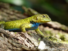 Lézard- Costa Rica